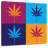 Colorful Cannabis-109358738