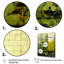 Plantes vertes écologiques Symphony II-162636471-162636456