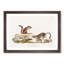 Ground Squirrels by J.W. Audubon - Picture Frame Painting Print-55608851-55608854