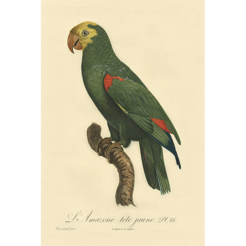 Small Barraband Parrot PL 86 (IP) - Wrapped Canvas Art Prints, 46cm H x 30cm W x 3.8cm D