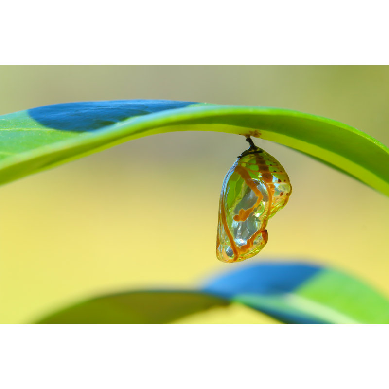 «Chrysalis Butterfly» par T Careob72 - Photographie sur toile tendue, H 12 po x l 18 po