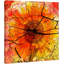 Parvez Taj - Wrapped Canvas Print-16674096
