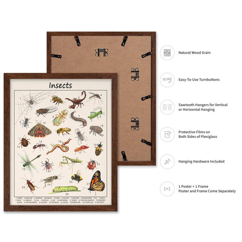 Insects, Poster, 24"H x 32"W, Brown Framed
