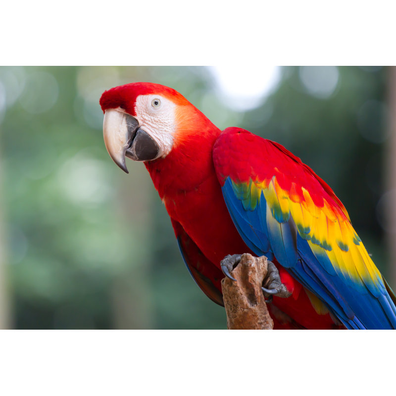 Bay Isle Home™ Red Parrot (Macaw) by Wrapped Canvas Photograph