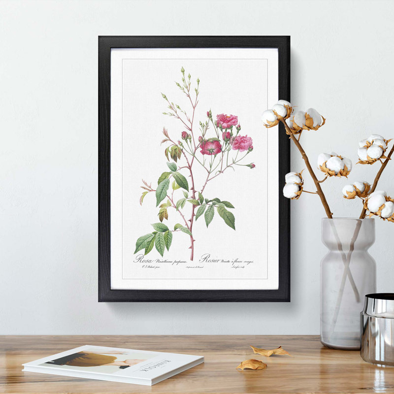 Noisett Rose in Pink by Pierre-Joseph Redoute - Framed Print, 48cm H x 36cm W x 2cm D, Black Framed