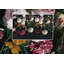 Papier peint amovible floral Dutch Dutch-741569817