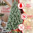 Scotch Pine Christmas Tree-407383522