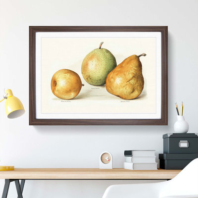 Vintage Illustrations of Pears - Picture Frame Art Print