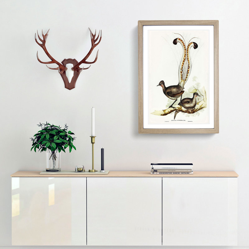 Lyrebird by Elizabeth Gould - Framed Print, 36cm H x 27cm W x 2cm D, Oak Framed