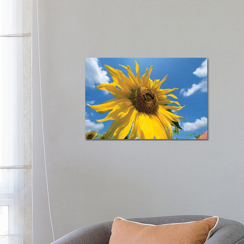 Common Sunflower With Blue Sky And Clouds I by Konrad Wothe - Wrapped Canvas Print, 66.04 cm H x 45.72 cm W