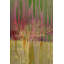 Parvez Taj - Wrapped Canvas Print-16672366