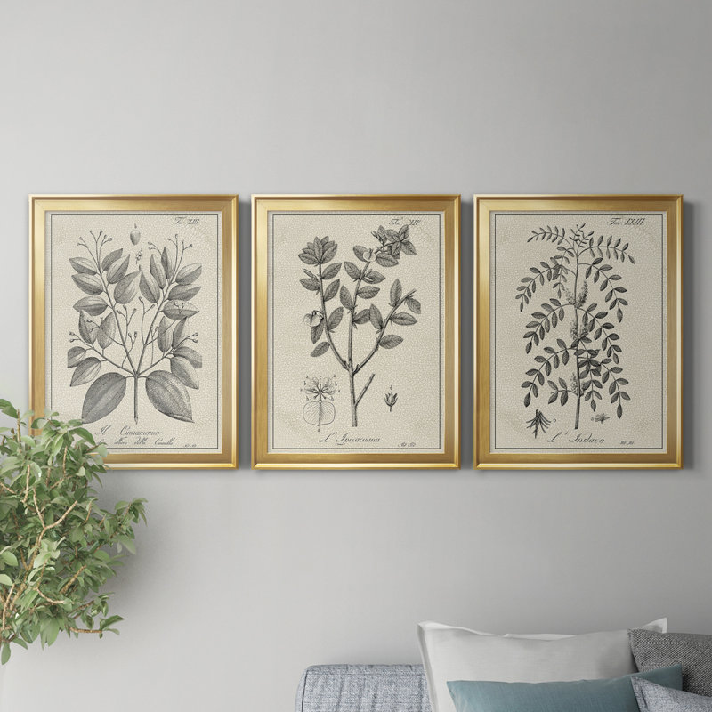" Antique Black & White Botanical VII " 3 - Pieces Painting Print, 24" H x 18" W x 1" D, Gold Framed