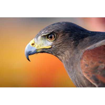 Black Falcon by LdF - No Frame Art Prints on Canvas