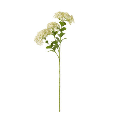Anastasija Arrangement
