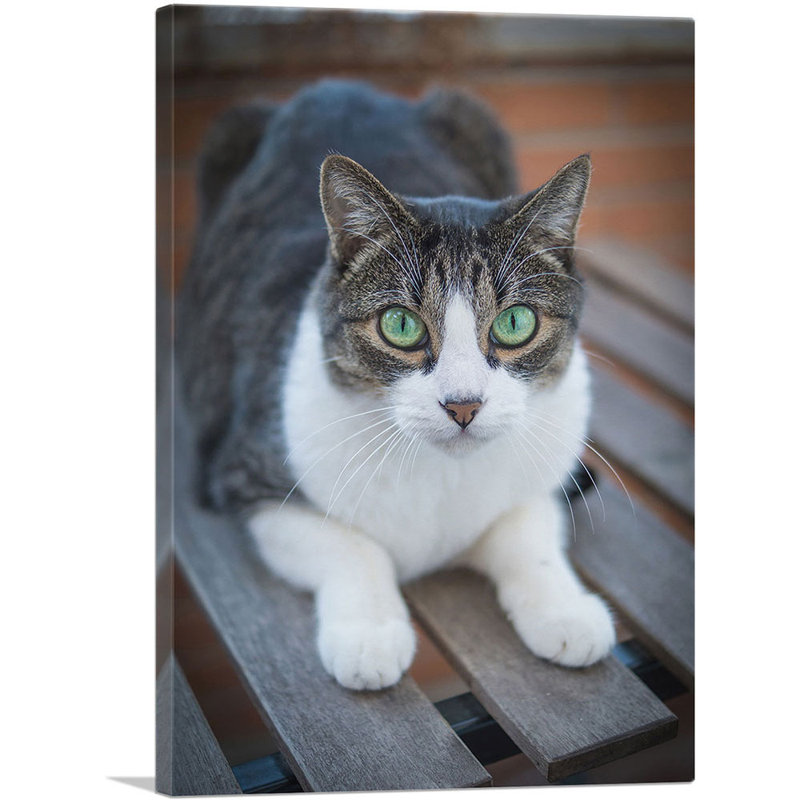 «Green Eyes Cat Home Decor», reproduction de photo sur toile tendue, H 18 po x l 12 po x P 0,75 po