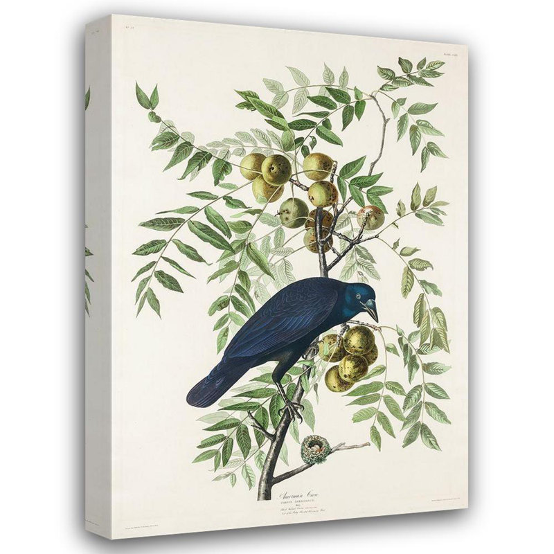 Alcott Hill® Audubon, John James Gallery, art sur toile tendue: Corbeau américain, H 18 po x l 14 po
