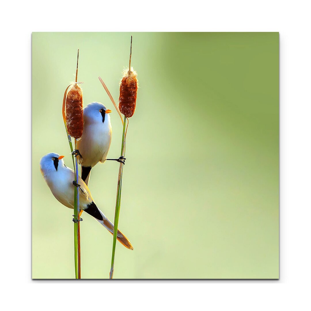 Leinwandbild Bearded Reedling