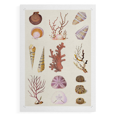 Coral & Shell Collage II - Impression sur toile seulement - NON CADRE