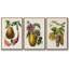 Ensemble de 3 pièces encadrées sur toile sépia botaniques IV-97711010-97711015