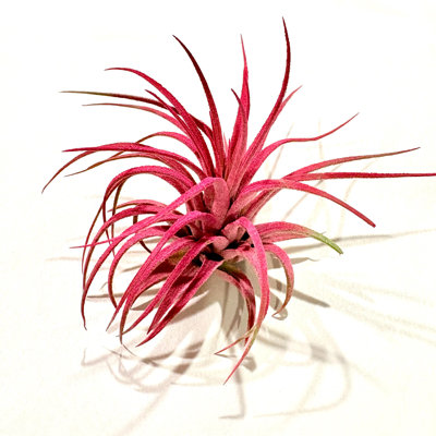 Air Plant Ionantha 5PK 2"-3"