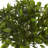 Bay Leaf Topiary Silk Tree