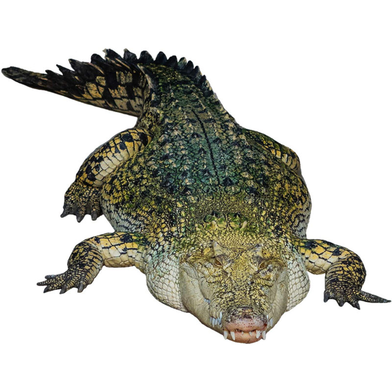 Décalcomanie murale en vinyle animal réaliste crocodile, H 38 po x l 28 po
