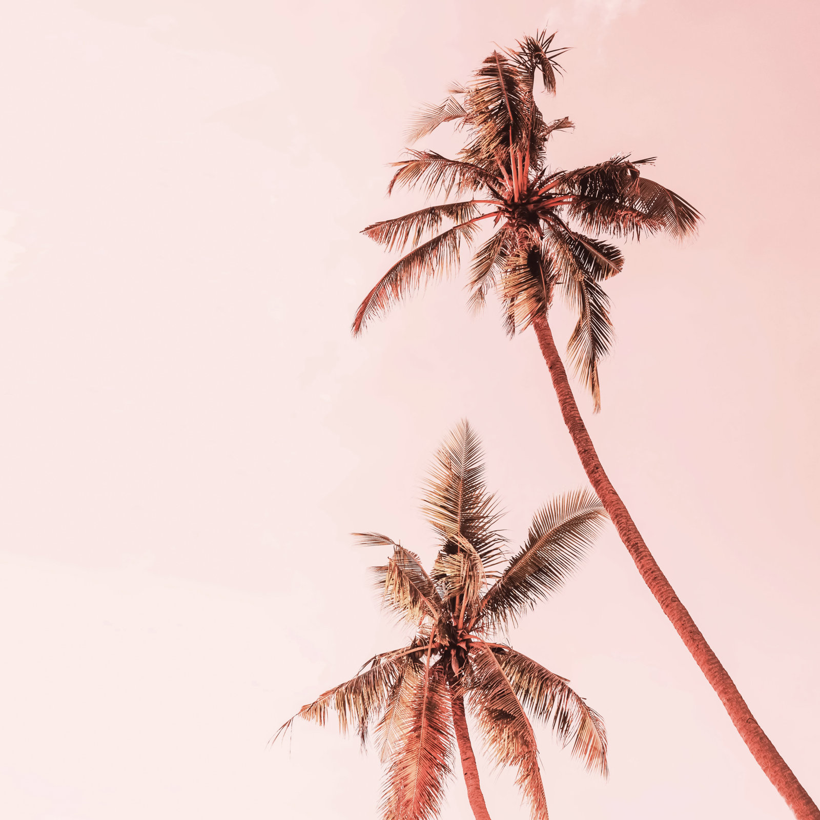 Tulsi "Sunset Palm Trees" Print, No, Mahogany Floater Framed, 20" H x 20" W x 2" D