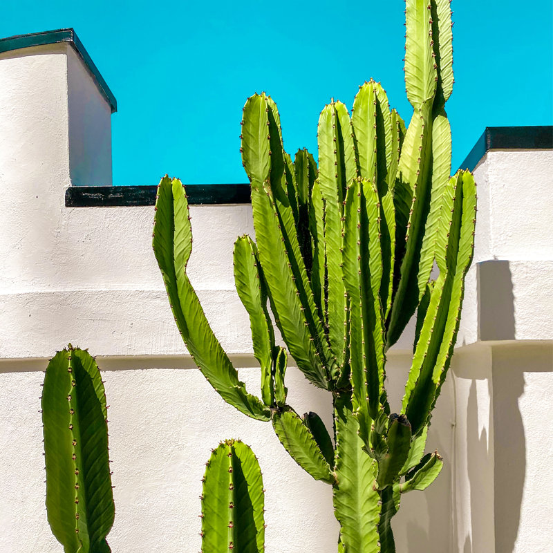 Cactus South Pasadena, Non, H 12 po x l 12 po, Papier avec cadre unique blanc