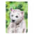 Westie gris sélectionné
