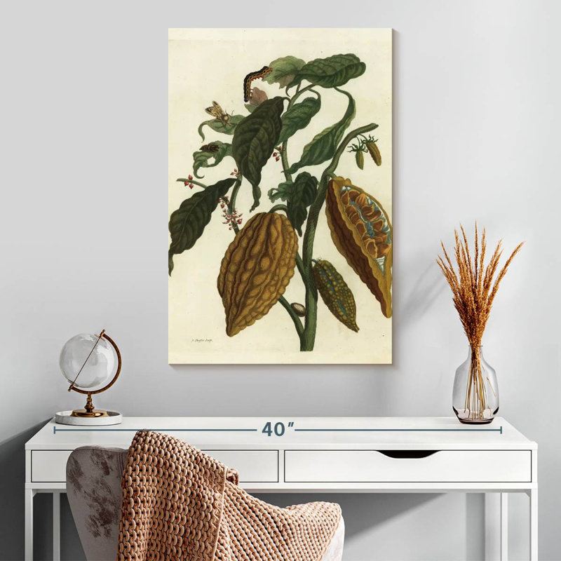Cacao Keiri ou cacao et fruit Theobroma Cacao, H 30 po x l 20 po