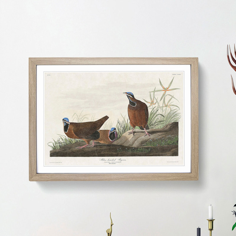 Blue Headed Pigeons by John Audubon - Picture Frame Painting Print, 36cm H x 48cm W x 2cm D, Oak Framed
