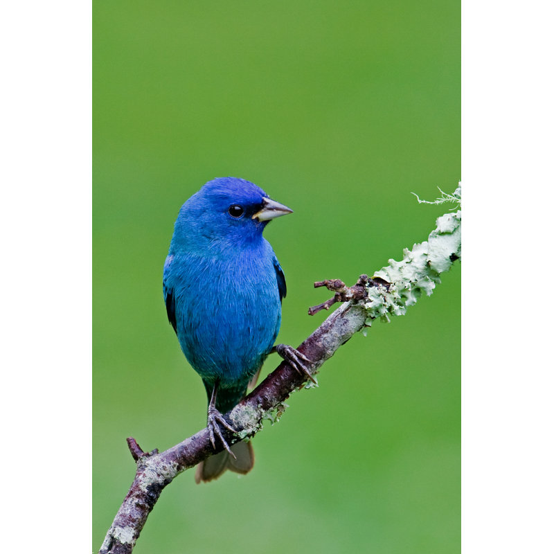 Indigo Bunting par Dewitt - Photographie sur toile tendue, L 12 po x H 18 po
