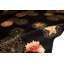 Dharma Floral Area Rug in Black-53113589