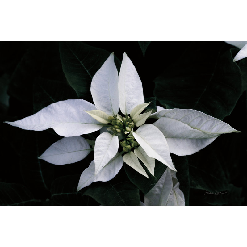 Poinsettia I by Elise Catterall - Wrapped Canvas Print, 61cm H x 91cm W