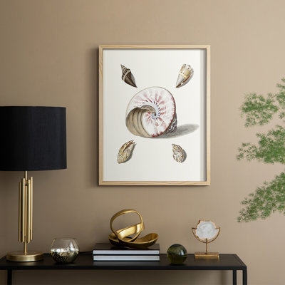 Pastel Knorr Shells II Framed Print - Solid Wood