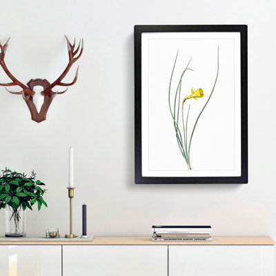 Daffodil by Pierre-Joseph Redoute - Framed Print