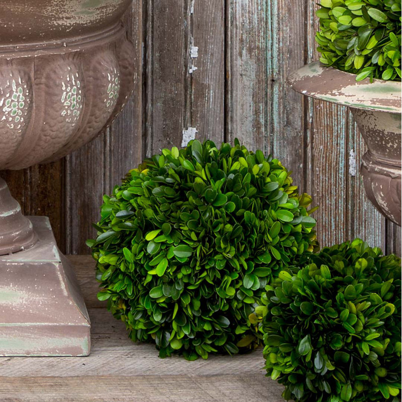 Boxwood Plant in, 16" H x 16" W x 16" D