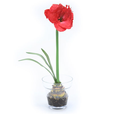 Amaryllis central dans un vase en verre