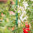 Amaya Weather Resistant Plastic Plant Support-1519762771