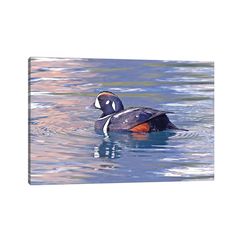 Harlequin Duck by Brian Wolf - Wrapped Canvas Print