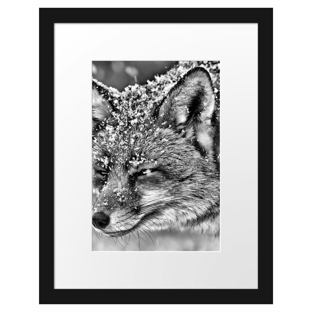 Gerahmtes Poster Fuchs im Schnee