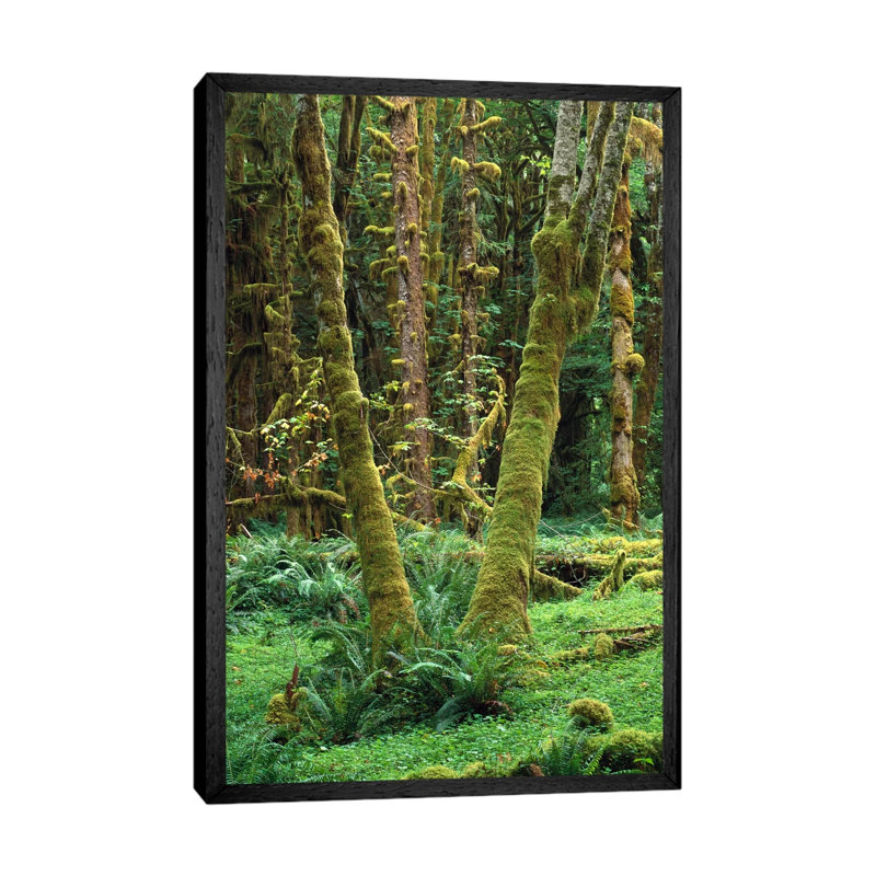 Maple Glade, Quinault Rain Forest, Olympic National Park, Washington 1 Piece Wall Art on Canvas, 66.04 cm H x 45.72 cm W
