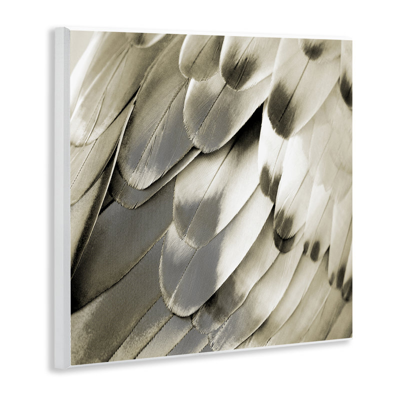 «Elegant Feathers Gros plan» par Julia Bosco