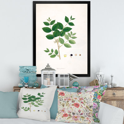 Vintage Botanicals VI - peinture sur toile