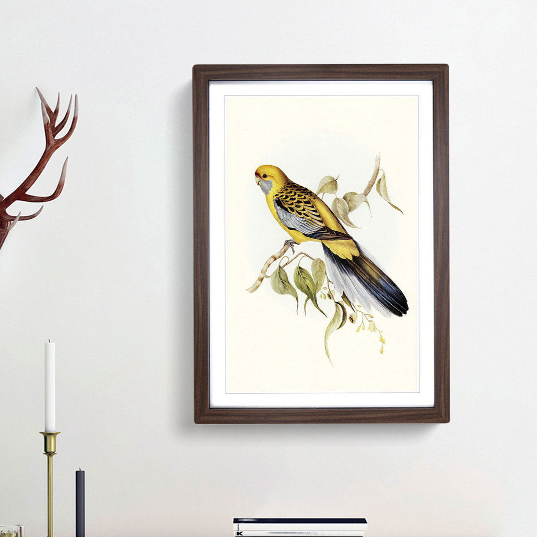 Yellow-Rumped Parakeets by Elizabeth Gould - Picture Frame Art Print