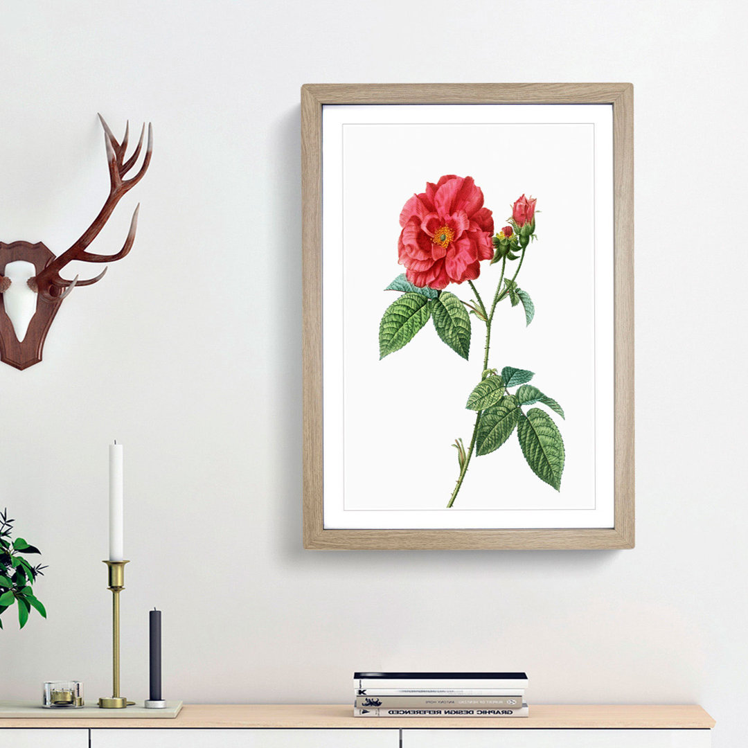 Blooming French Roses by Pierre-Joseph Redoute - Picture Frame Art Print
