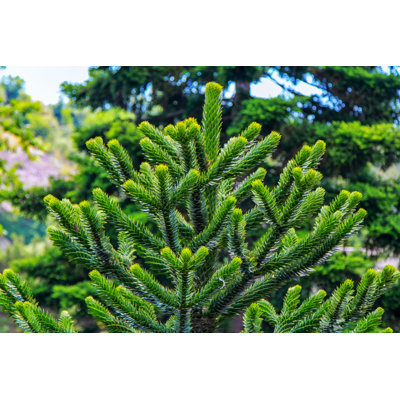 Markis " Araucaria Araucana " by Elenakirey