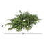 Centre de table 24 "Just Cut Norfolk Pine par Valerie
