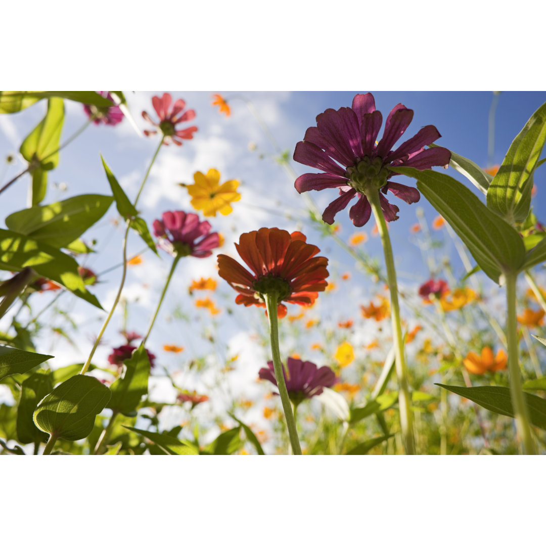 Schöne Wildblumen von Enviromantic - Leinwandbild