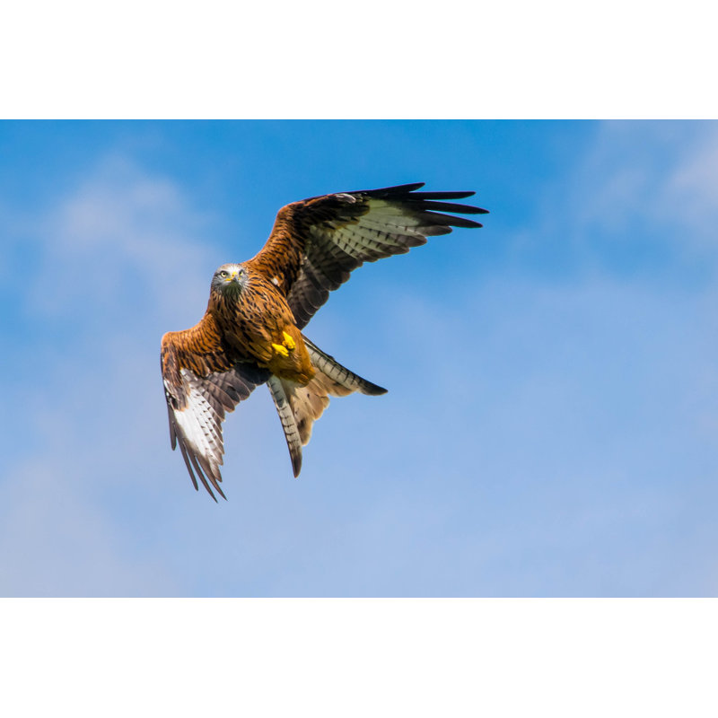 Red Kite by Alancs02 - Wrapped Canvas Print, 81cm H x 122cm W